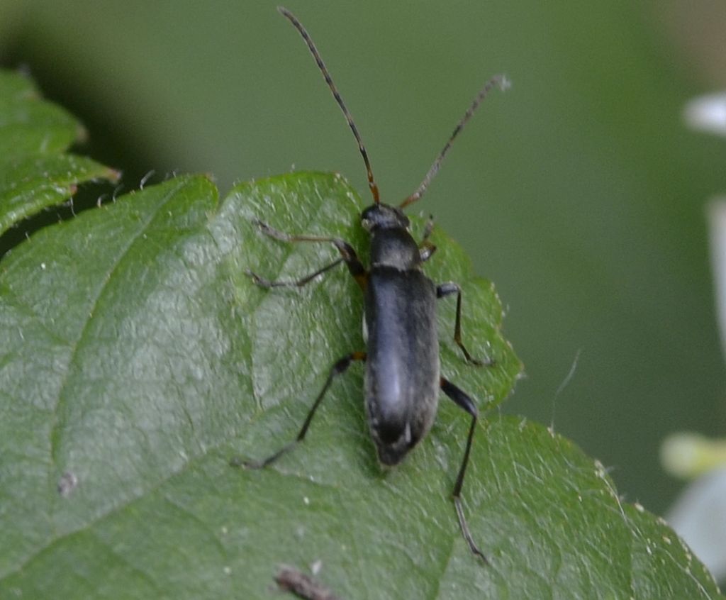 Grammoptera ruficornis, Cerambycidae